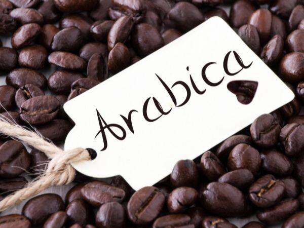 Kawa Robusta versus Arabica - co wybrać?